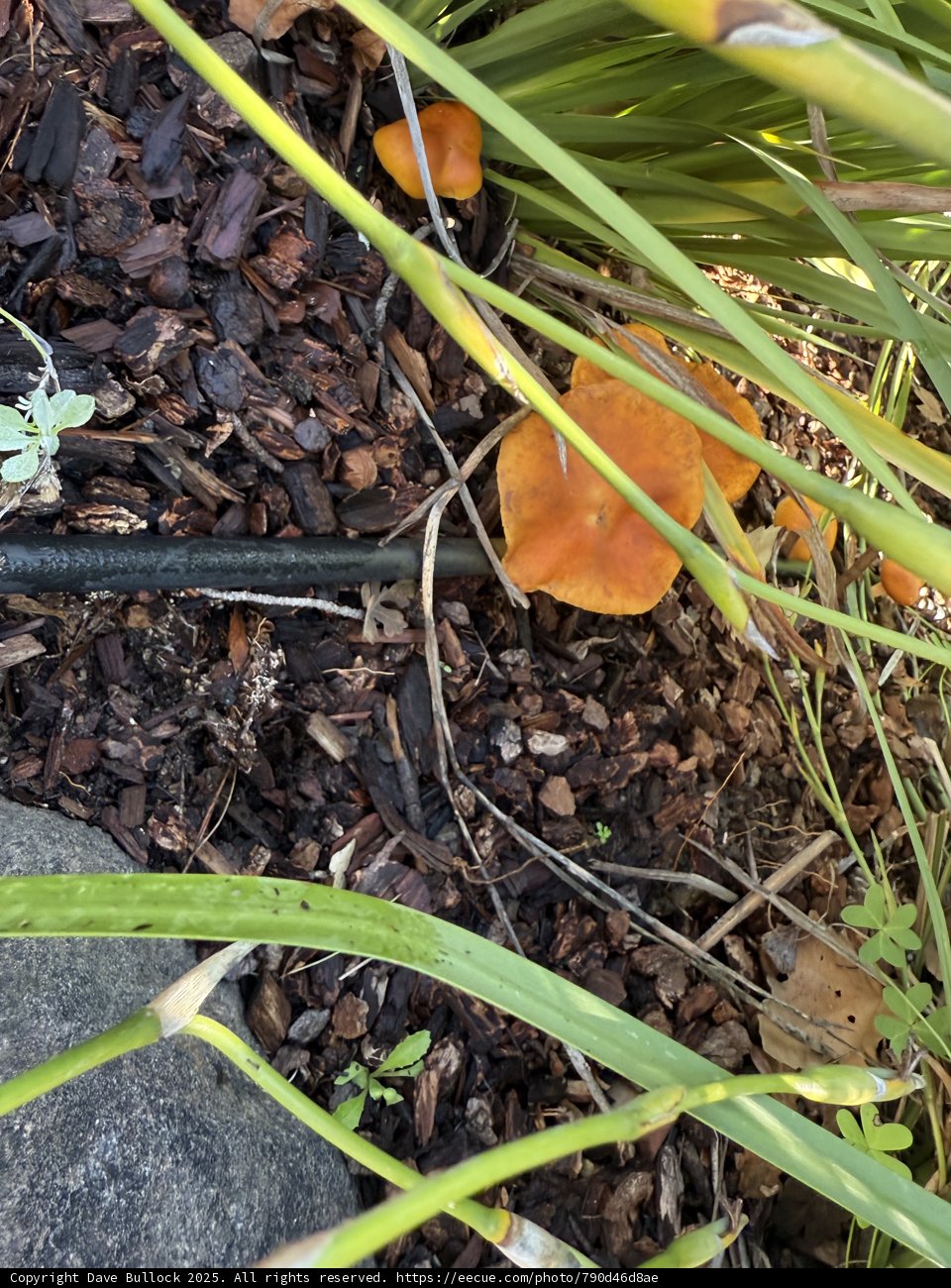 Hidden Forest Treasures