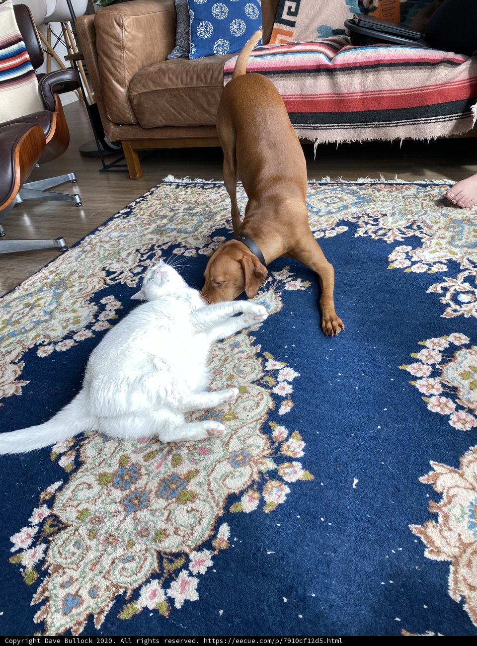 Furry Friends Having a Blast