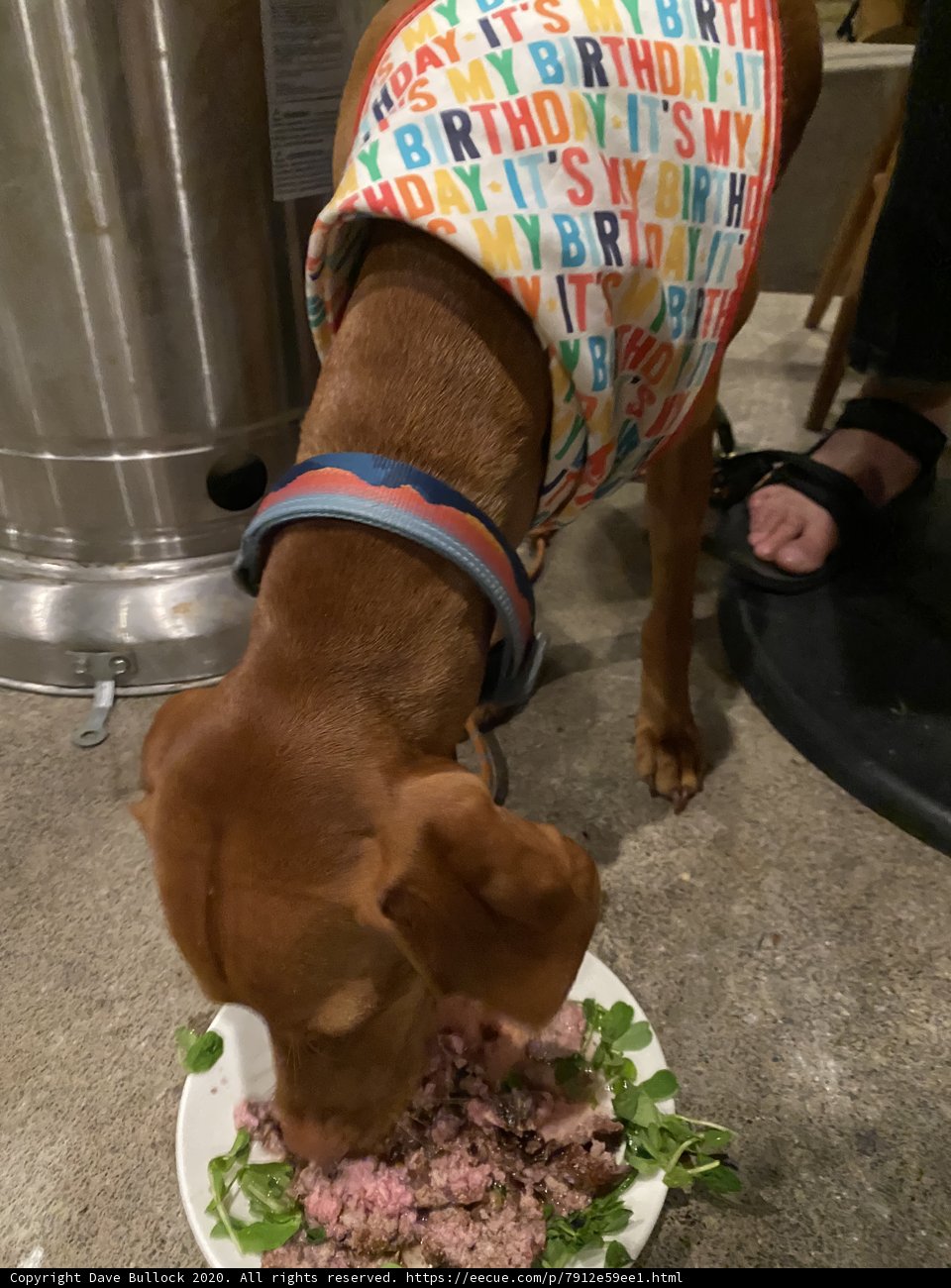 Stylish Pup Eating Herbs