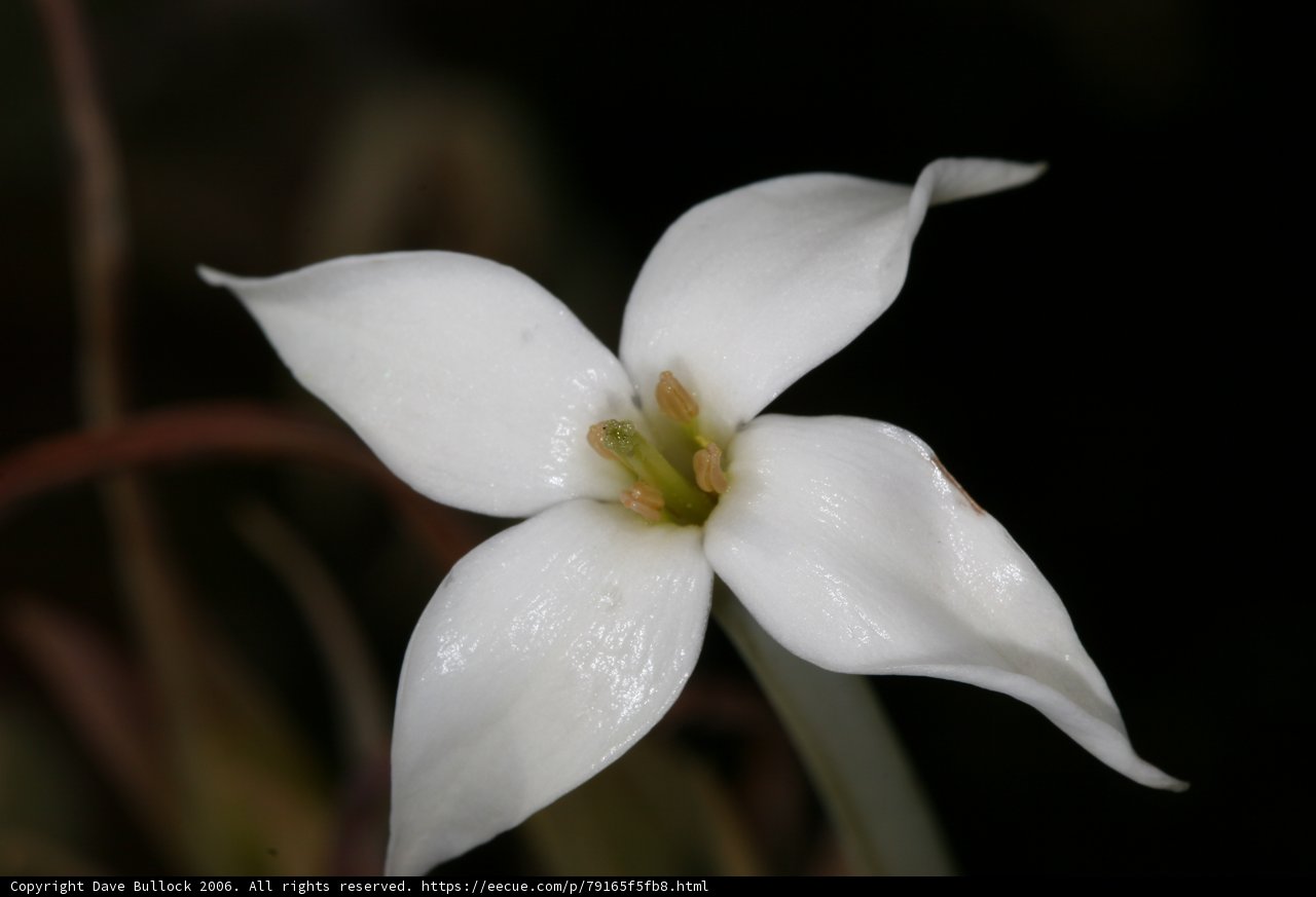 White Lily with Green Stamen