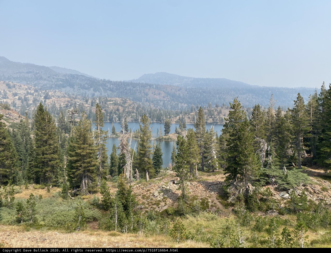 Majesty of the Conifer Forest