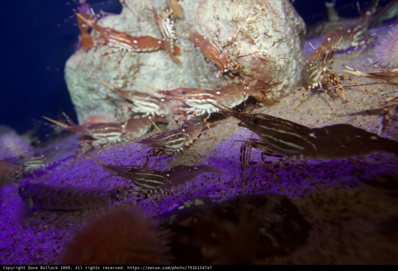 Life Underwater