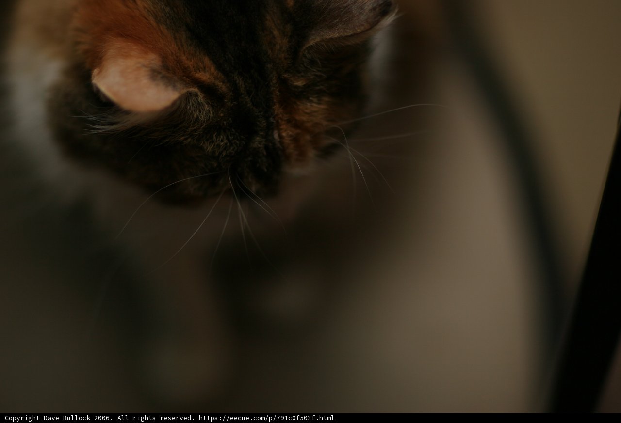 Inquisitive Cat