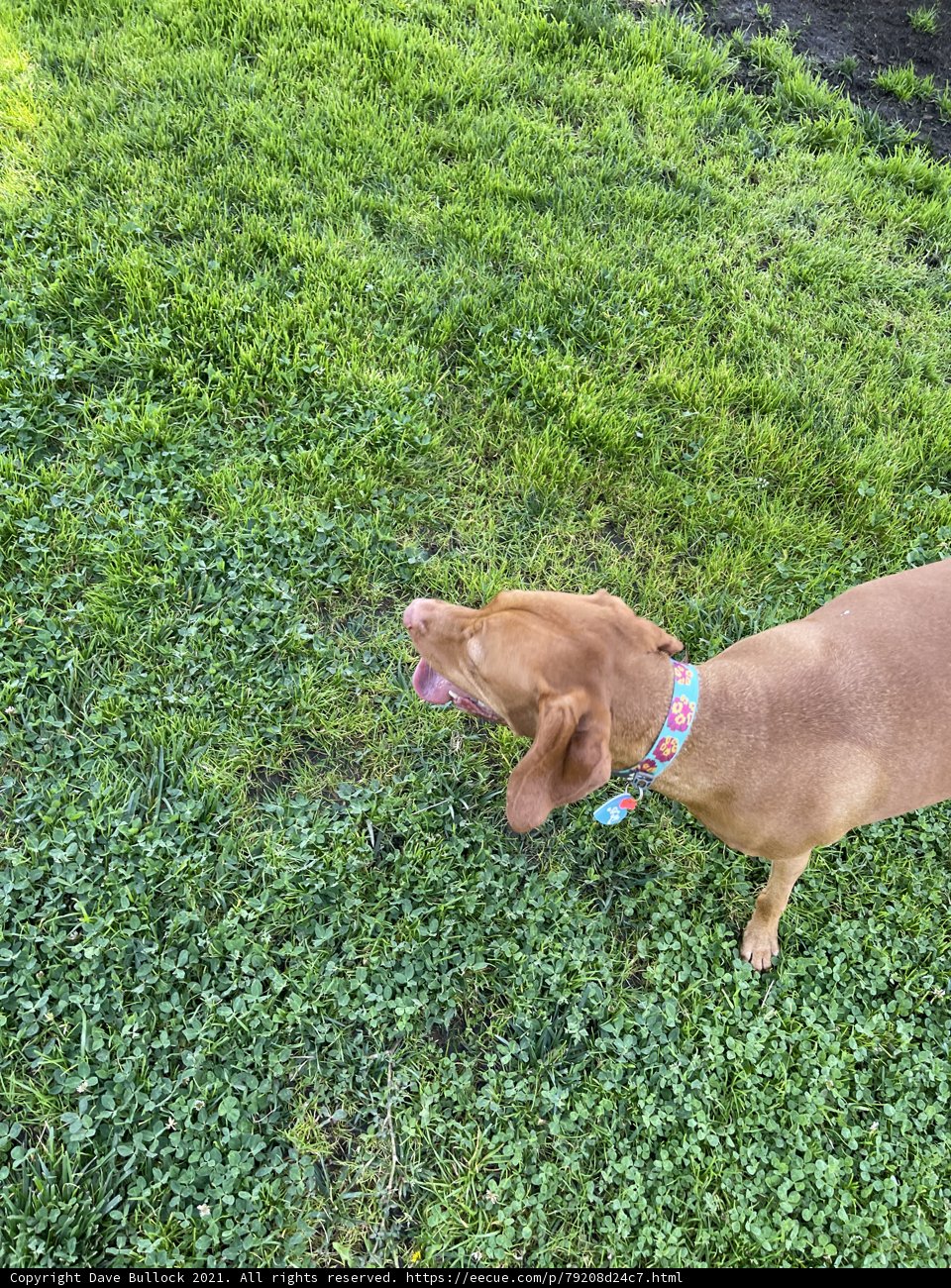 Sunny Day with Fido