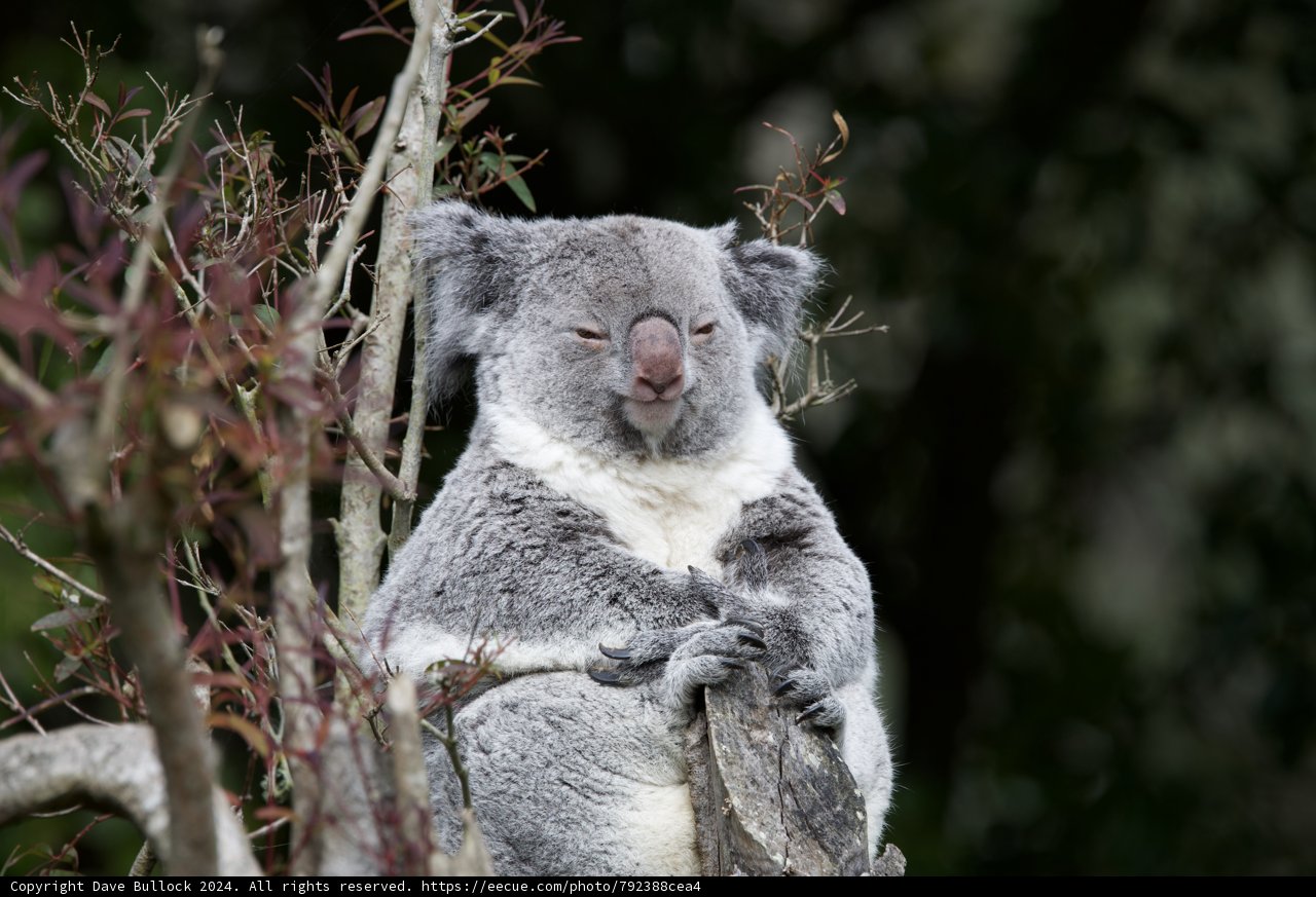 Peaceful Ascent - Majestic Koala at SF Zoo