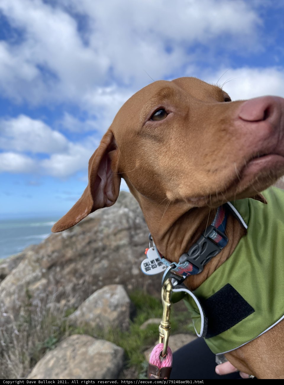 The Fashionable Canine on the Rocky Hill