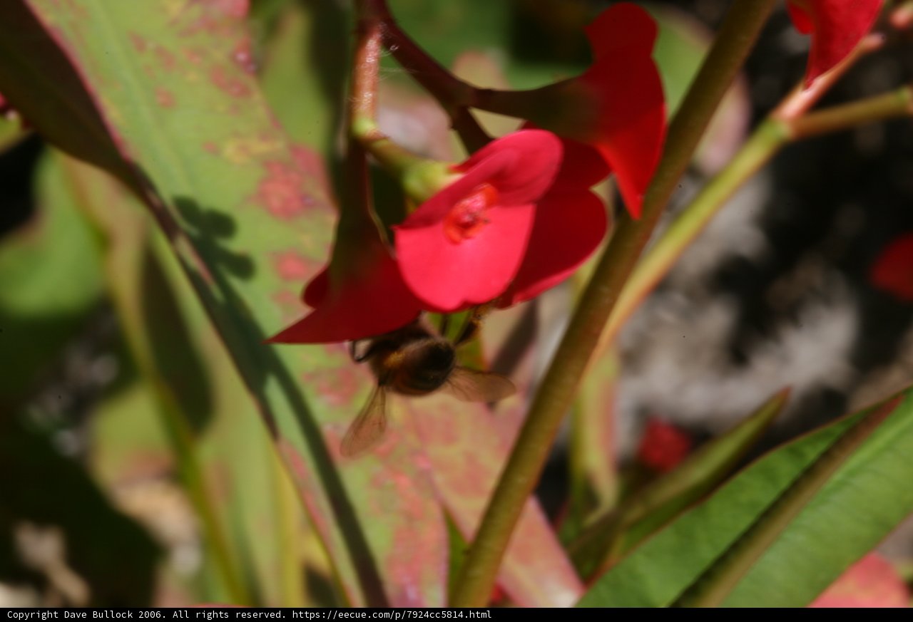 Busy Bee on a Red Flower