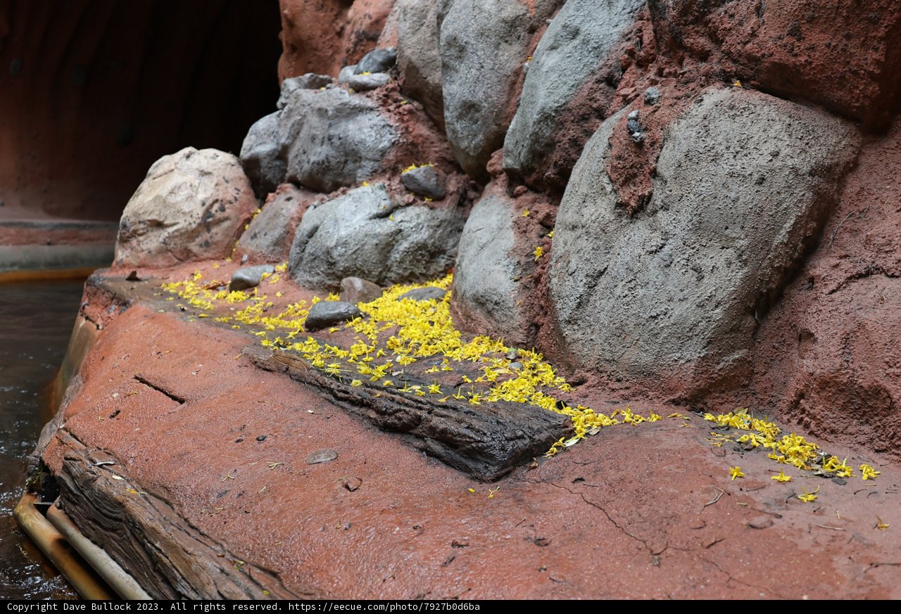 Blooming Rocks