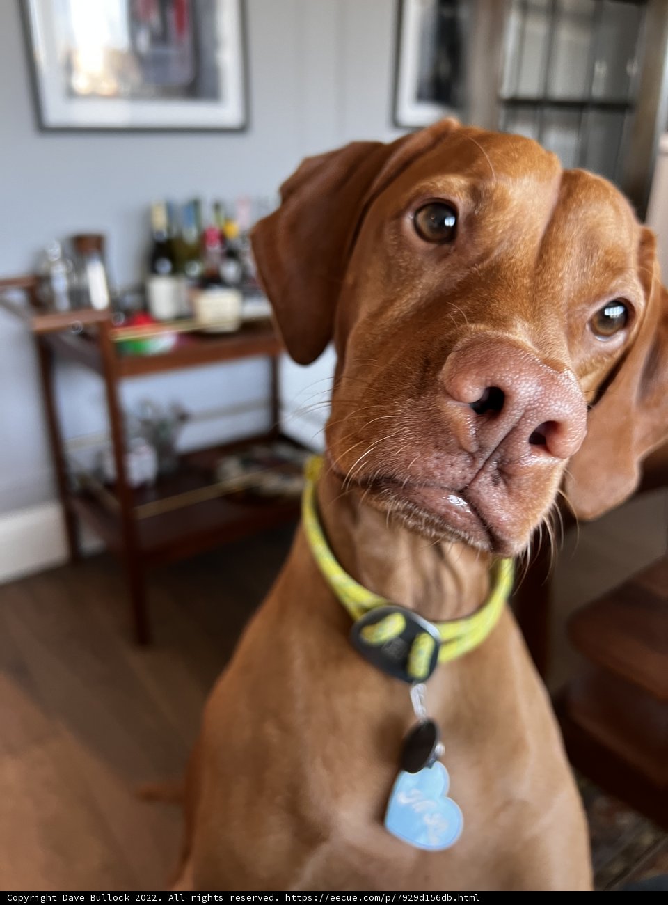 The Canine Decor