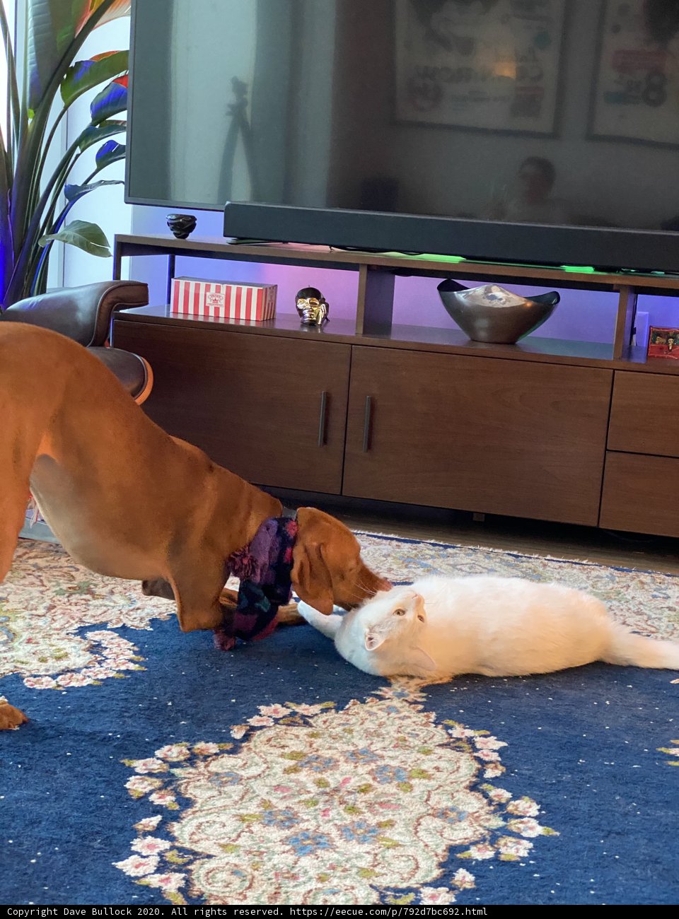 Furry Friends on the Rug