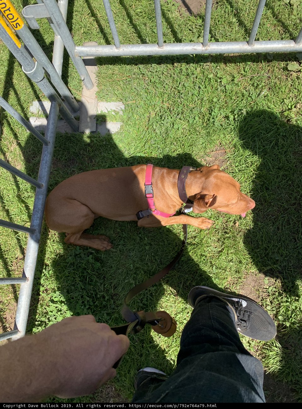 Canine Companion in Golden Gate Park