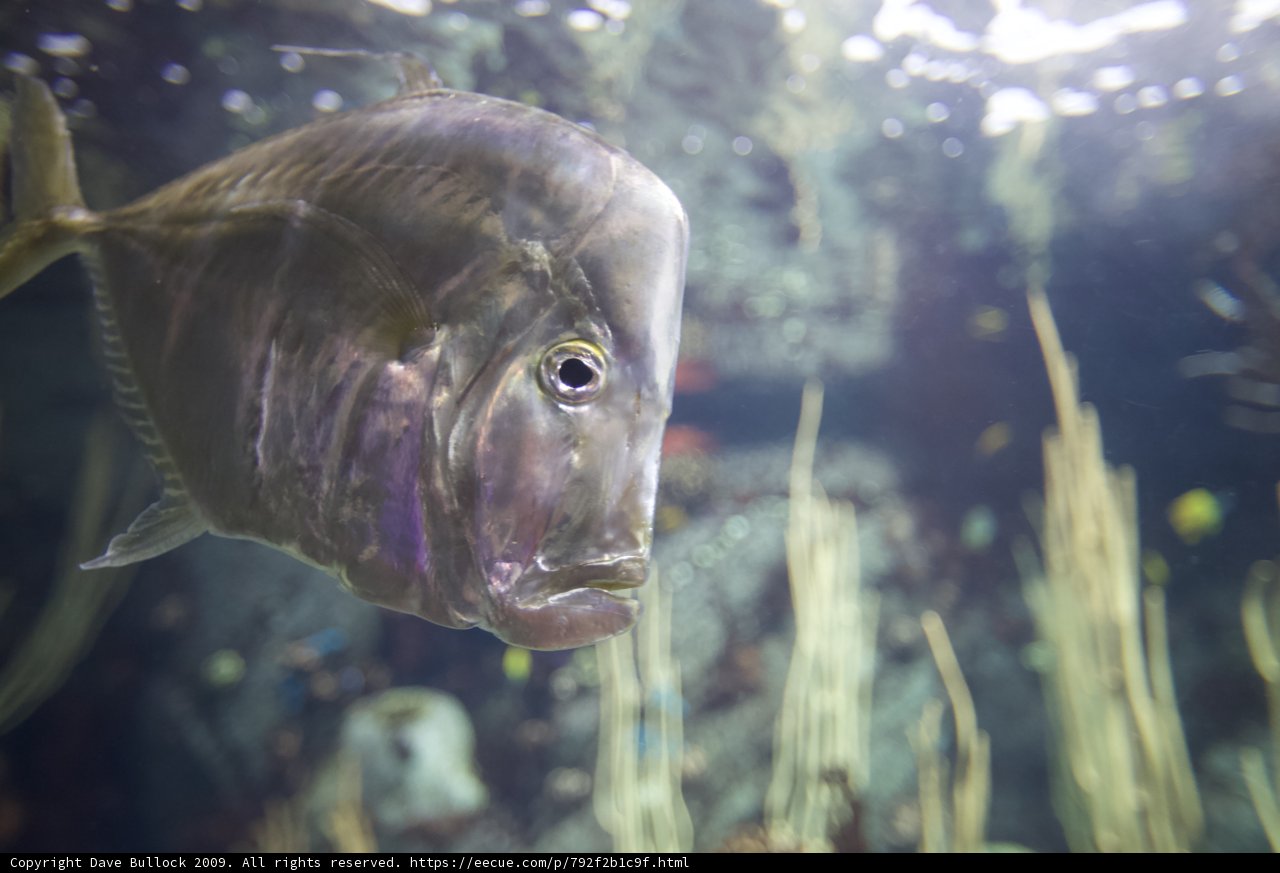 Peaceful Coho in Aquatic Oasis