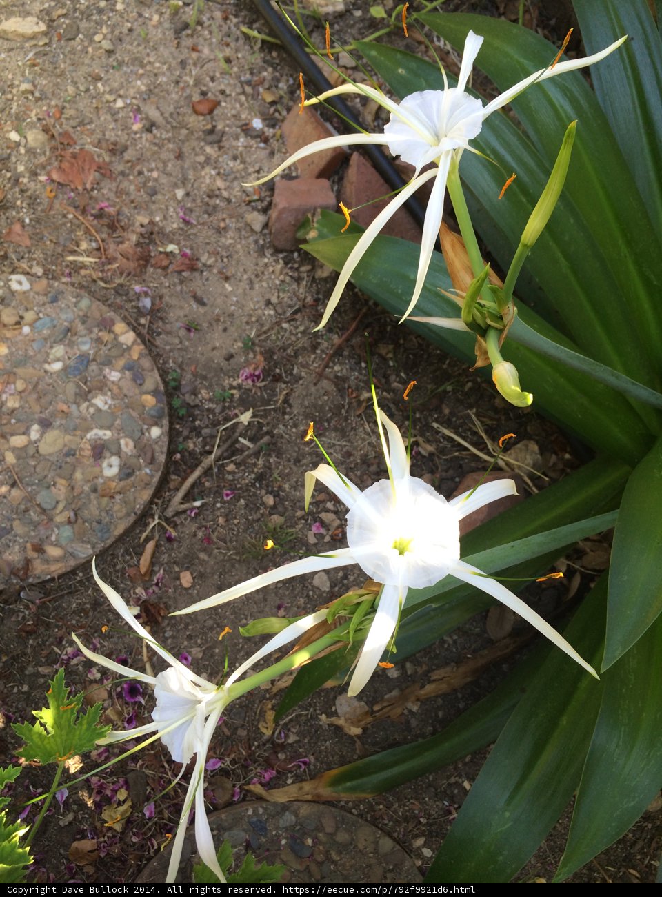 A Trio of White Amaryllidaceae Flowers on a Rocky Outcrop