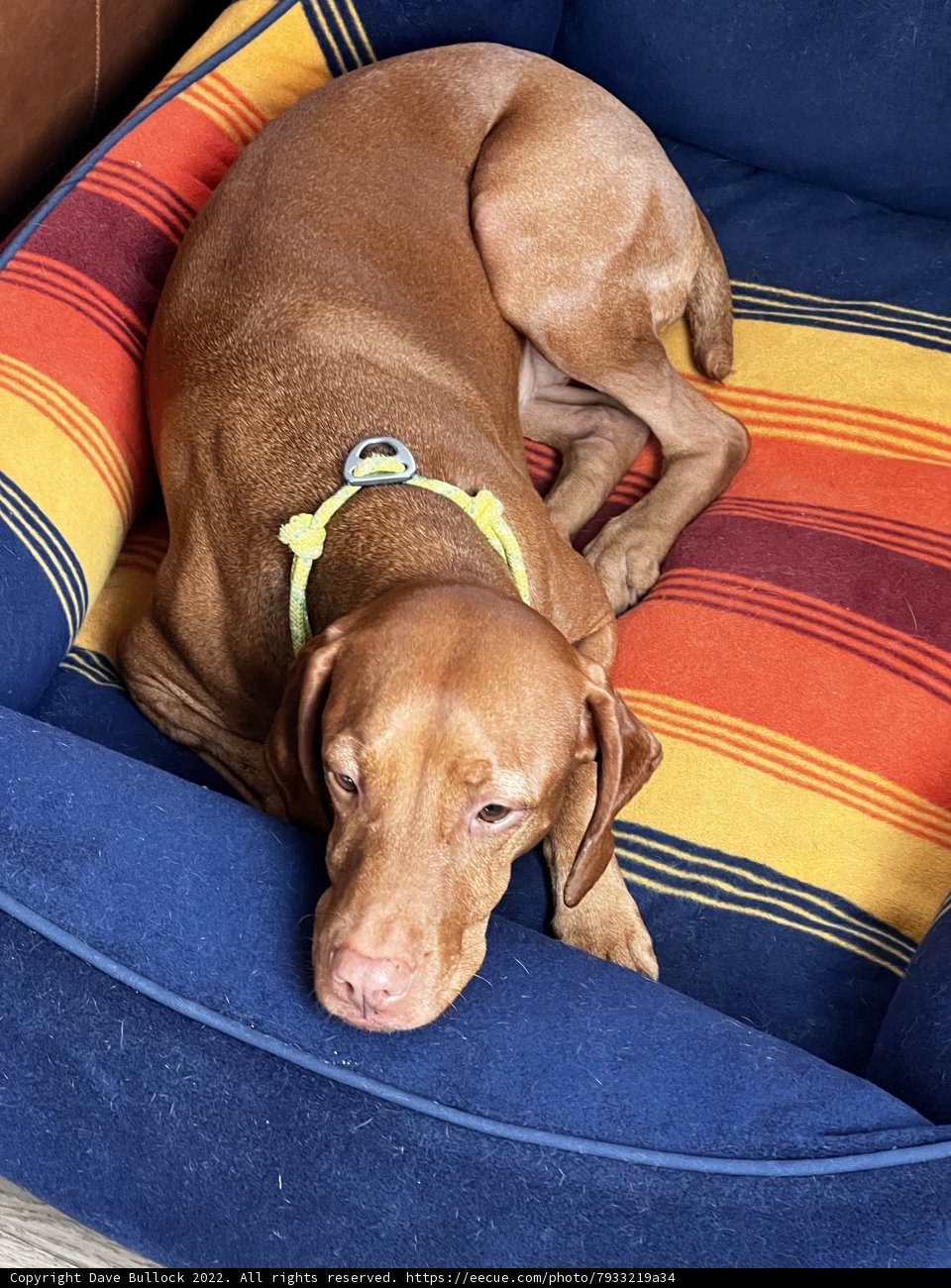 Cozy Vizsla Companion
