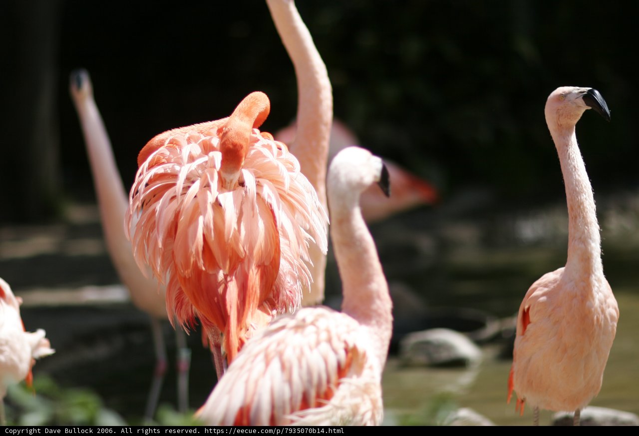 A Flock of Flamingos