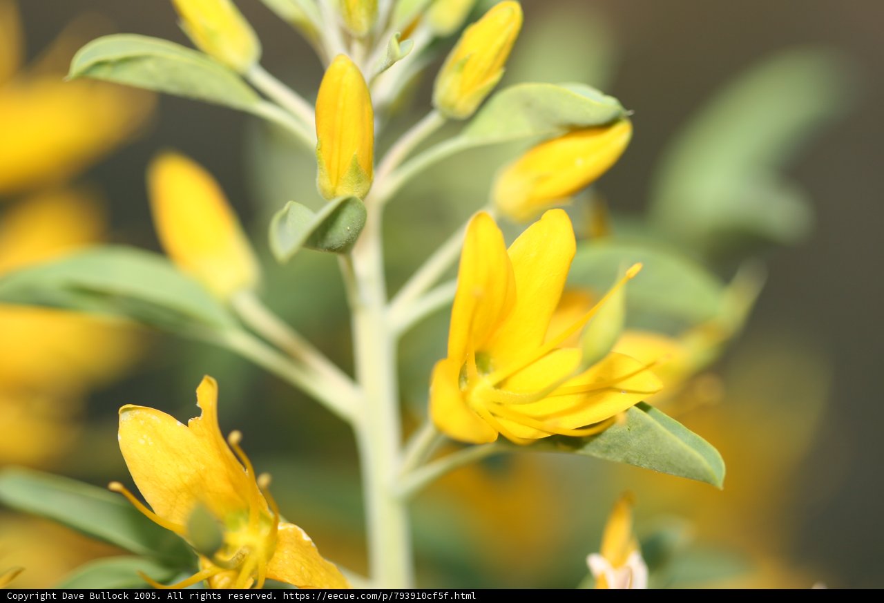 Blooming Yellow Lily Plant