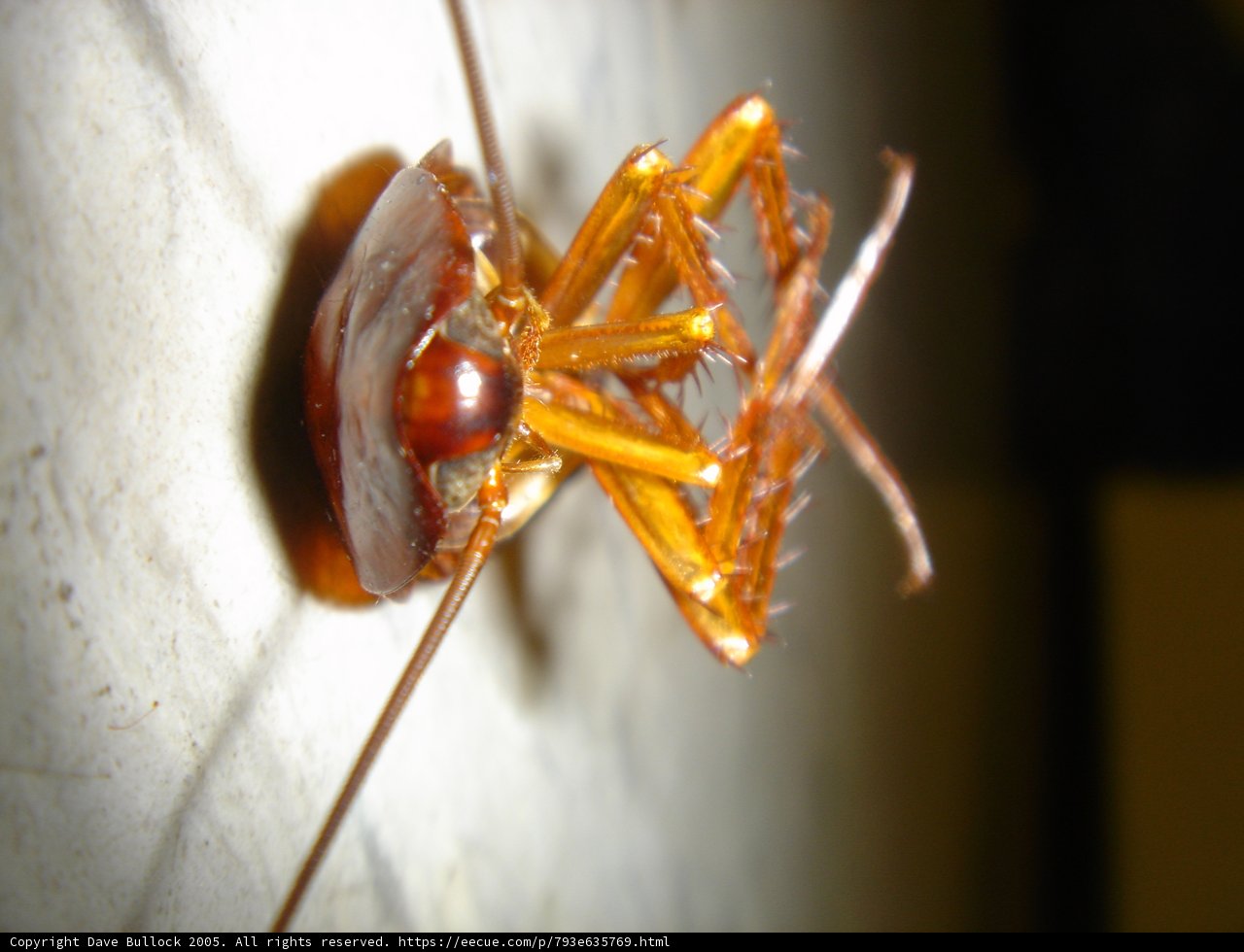 Antennae's Tale