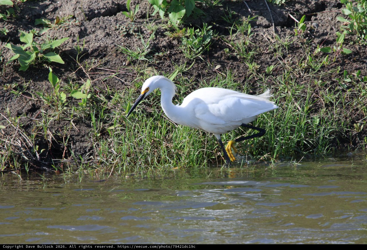 Snowy Egret Hunting Along Muddy Riverbank