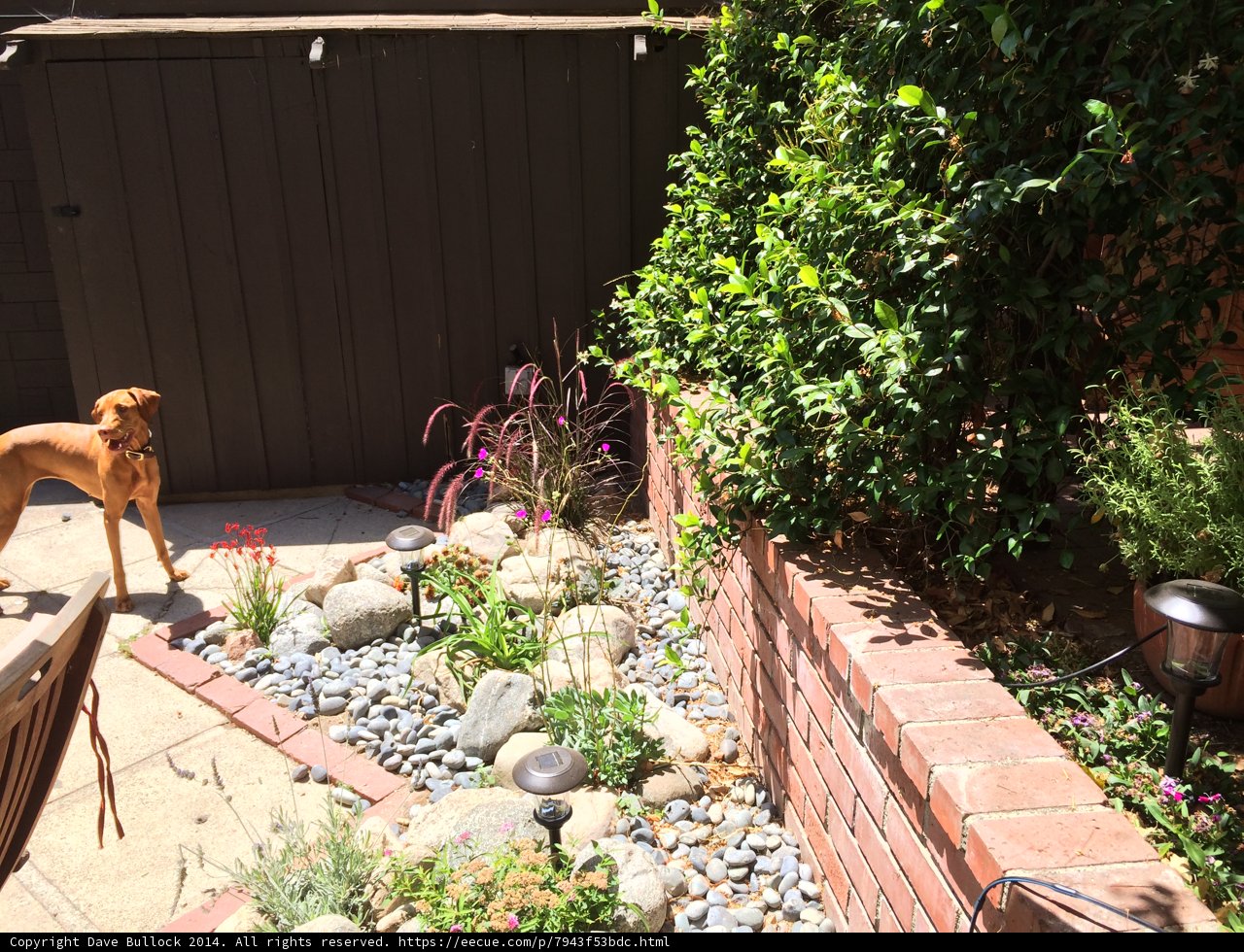 Furry Friend in a Lush Landscape