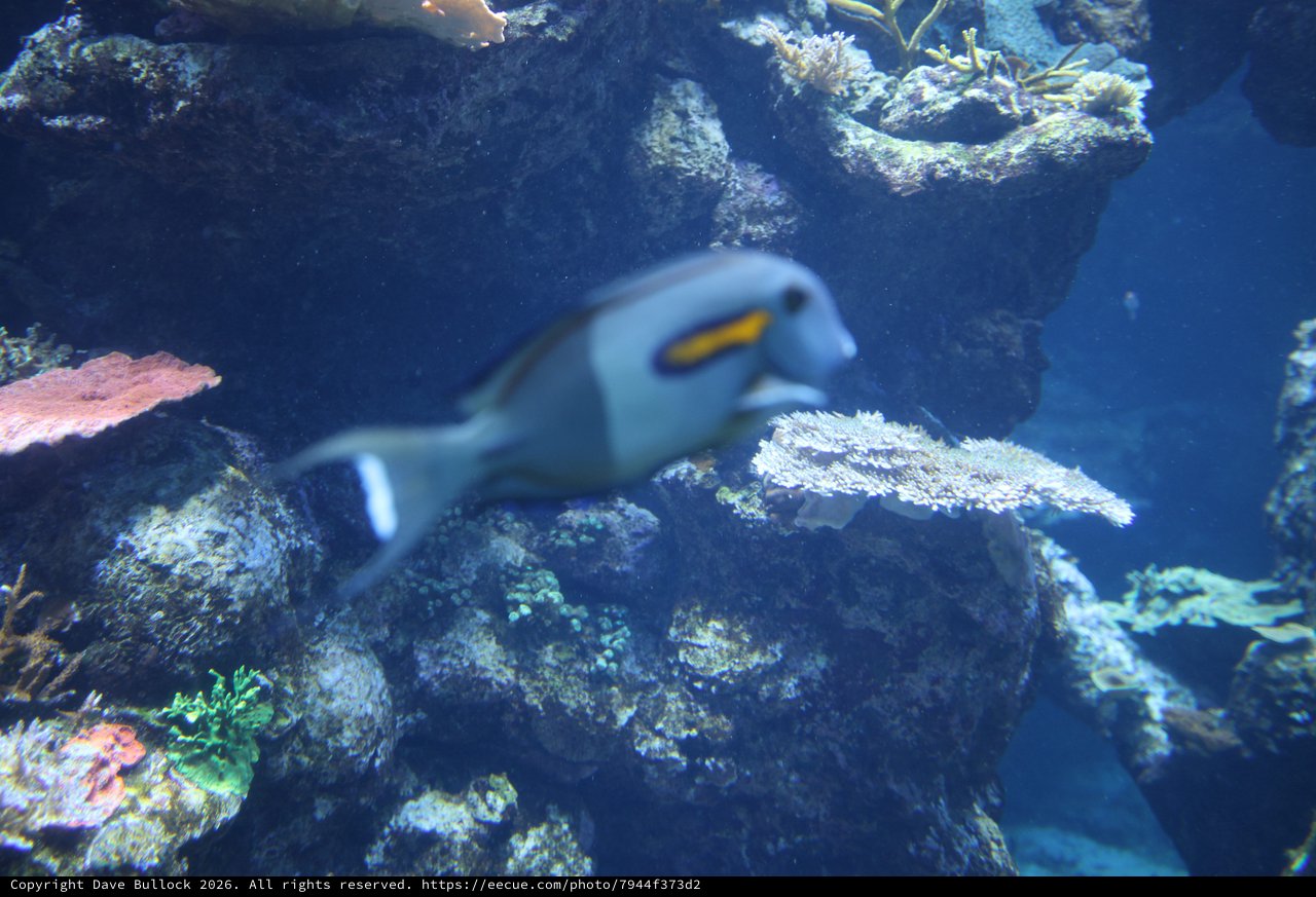 Powder Blue Surgeonfish Swimming Among Coral Reef