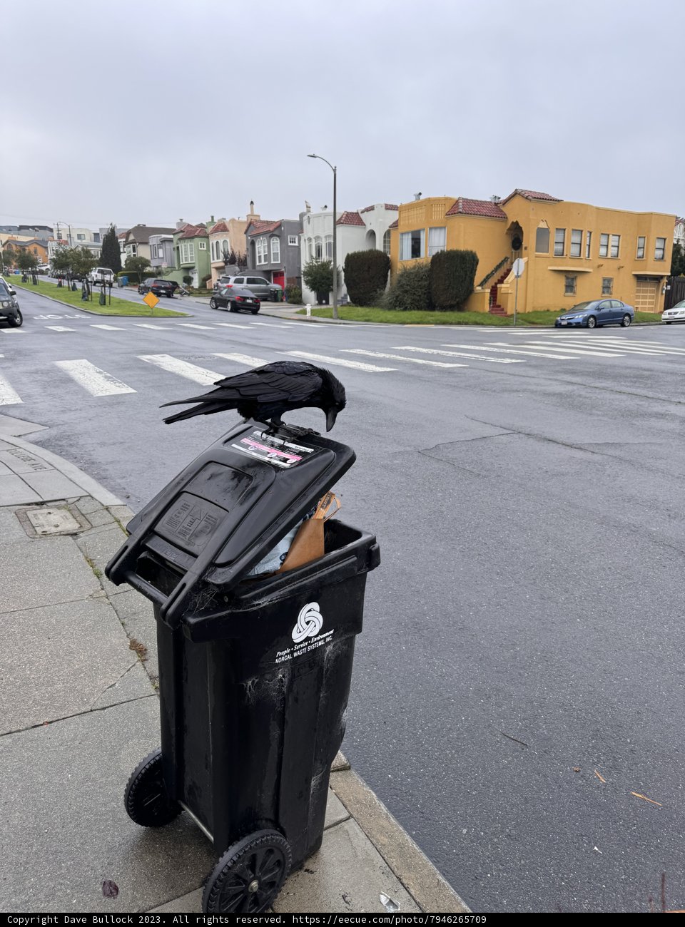 Urban Nature - Crow's Roost