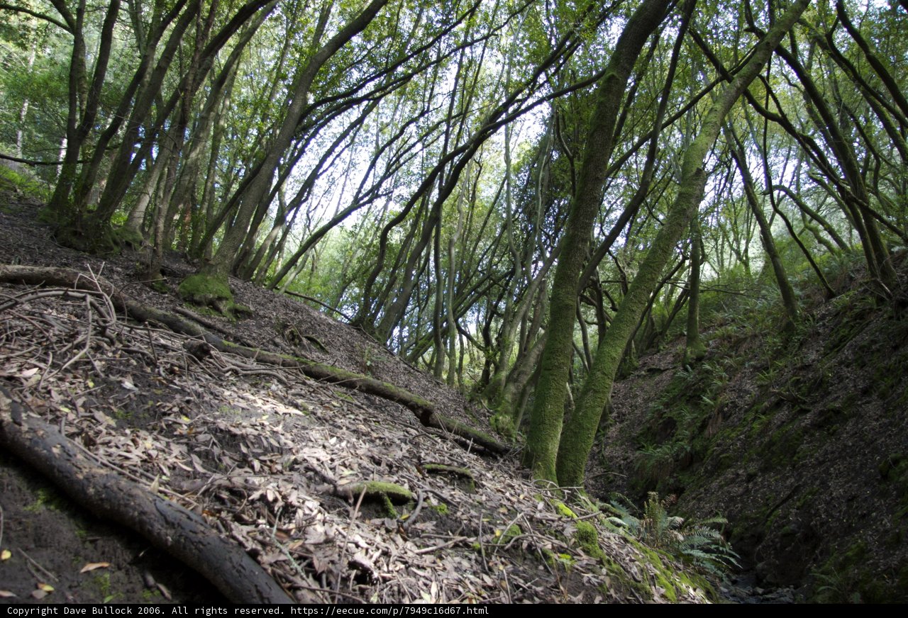 A Serene Woodland Grove