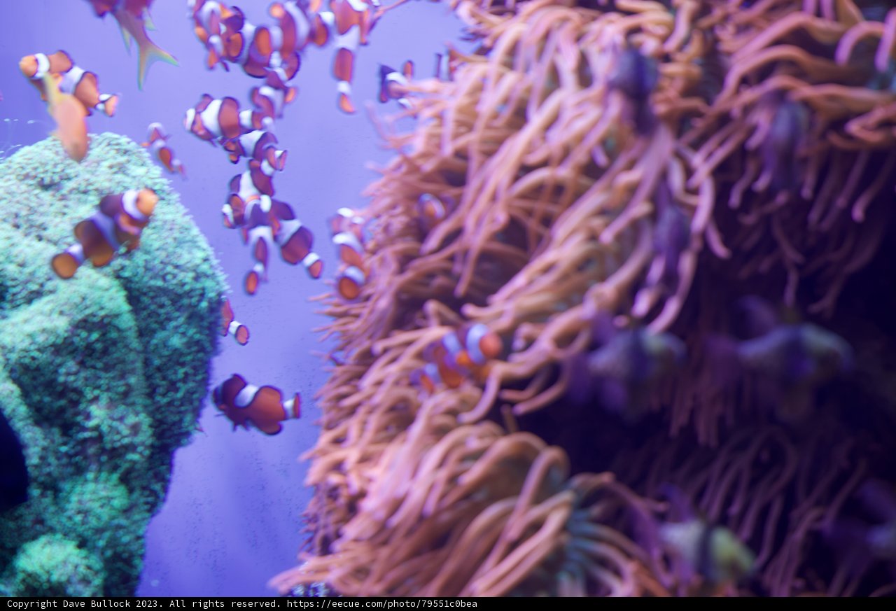 Anemone Fish Duo's Amphibian Adventure