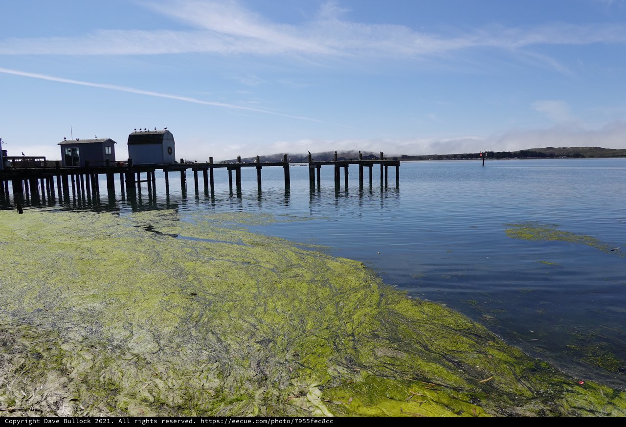 Seaweed-Covered Shore with Wooden Pier Structure