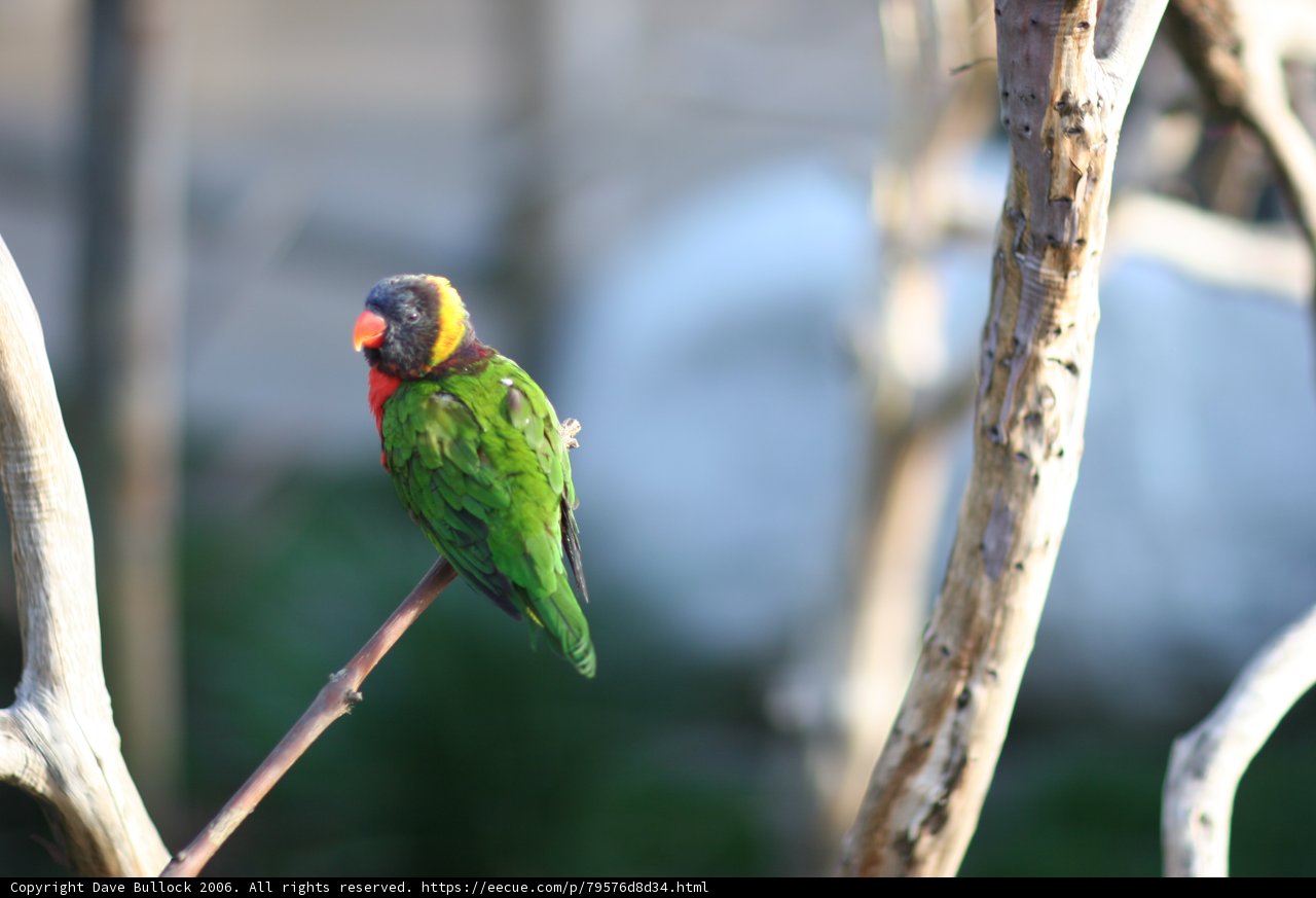 Colorful Parakeet on a Branch in the Woods