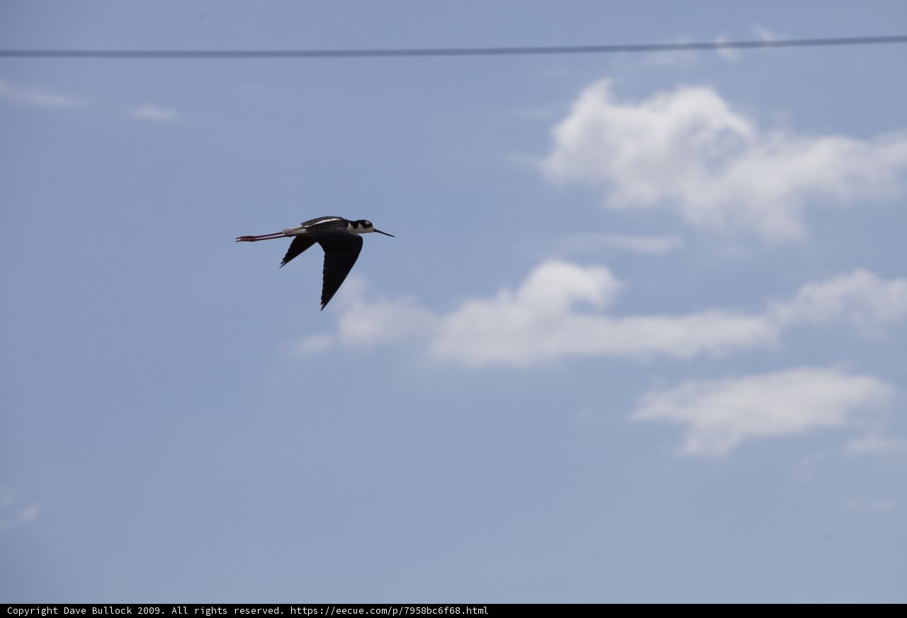 Flight of the Black-necked Stilt