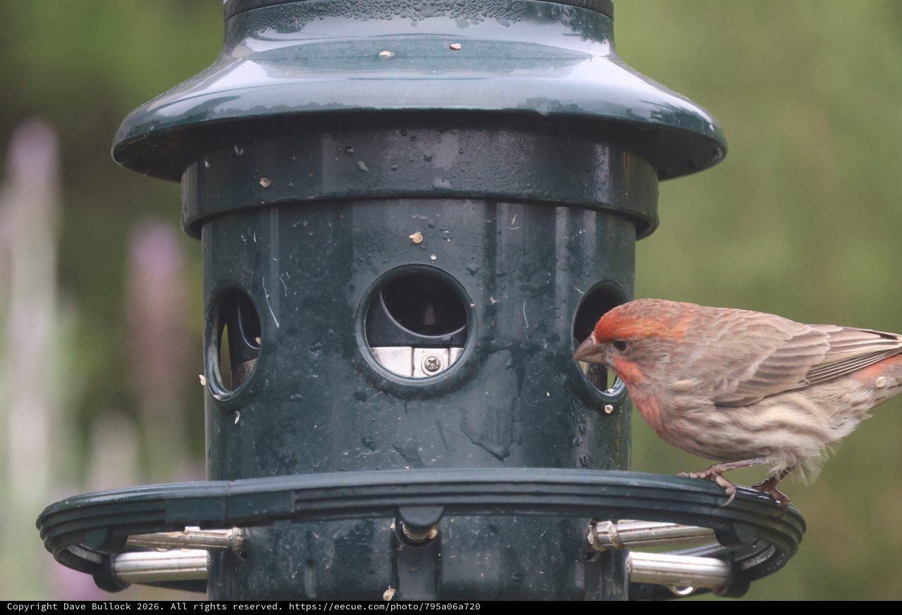 House Finch Perched on Garden Bird Feeder