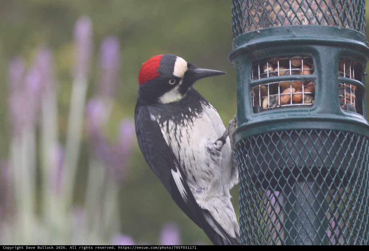 Acorn Woodpecker Feeding at Backyard Bird Feeder