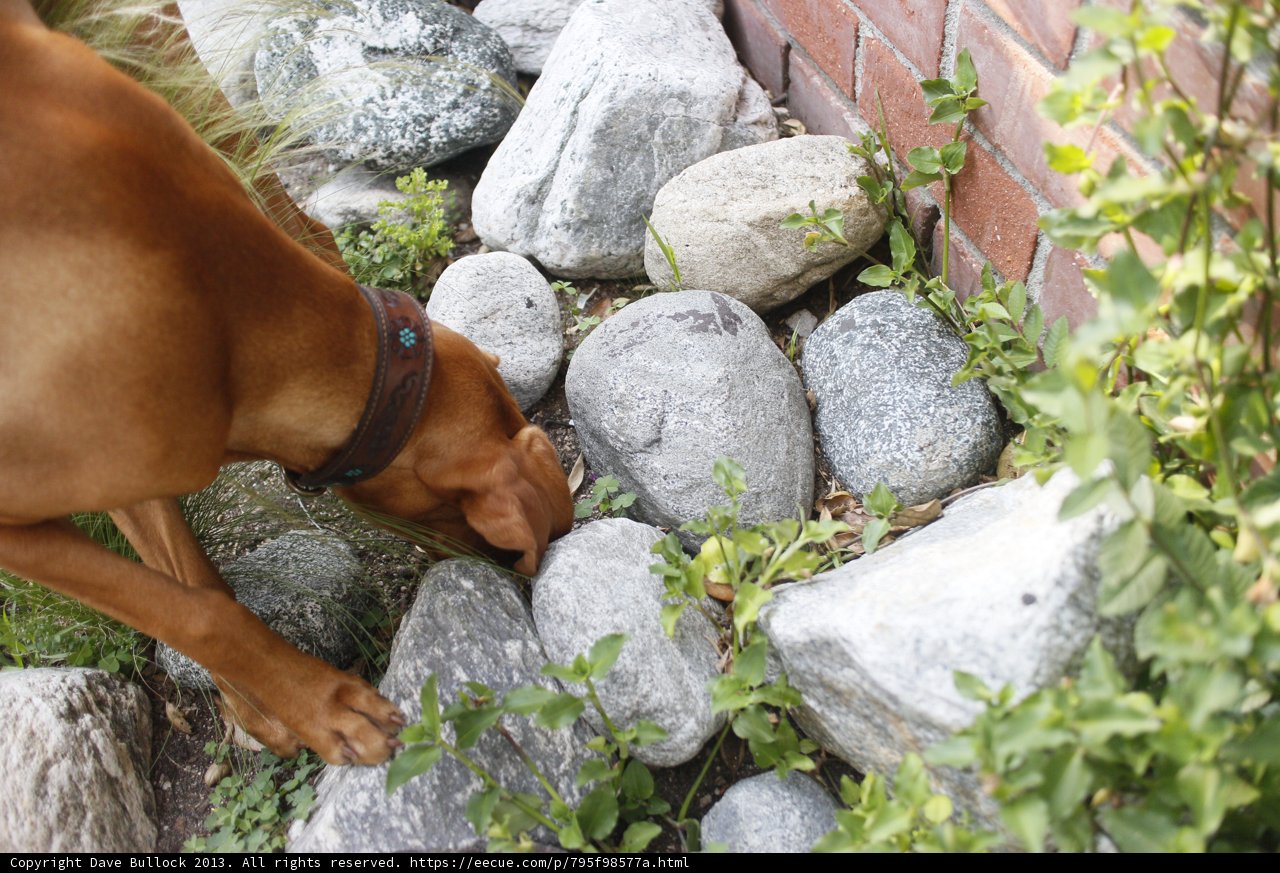 Canine Explorer