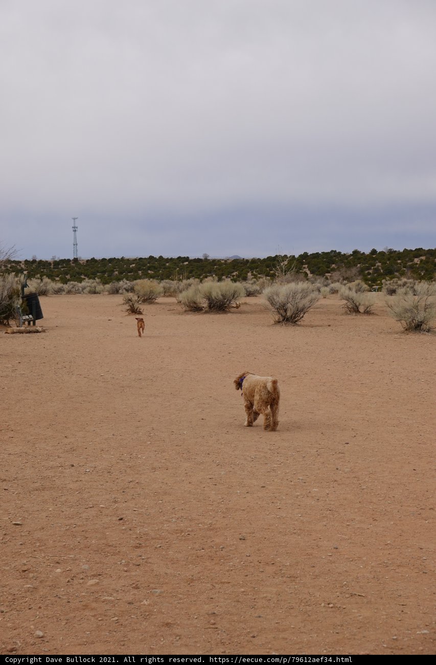 Airedale Terrier enjoying a desert run