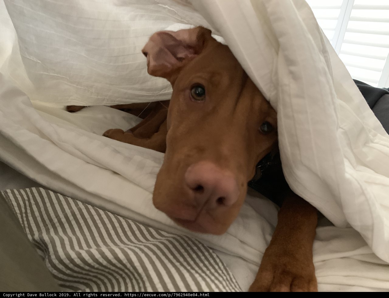 Cozy Canine Retreat