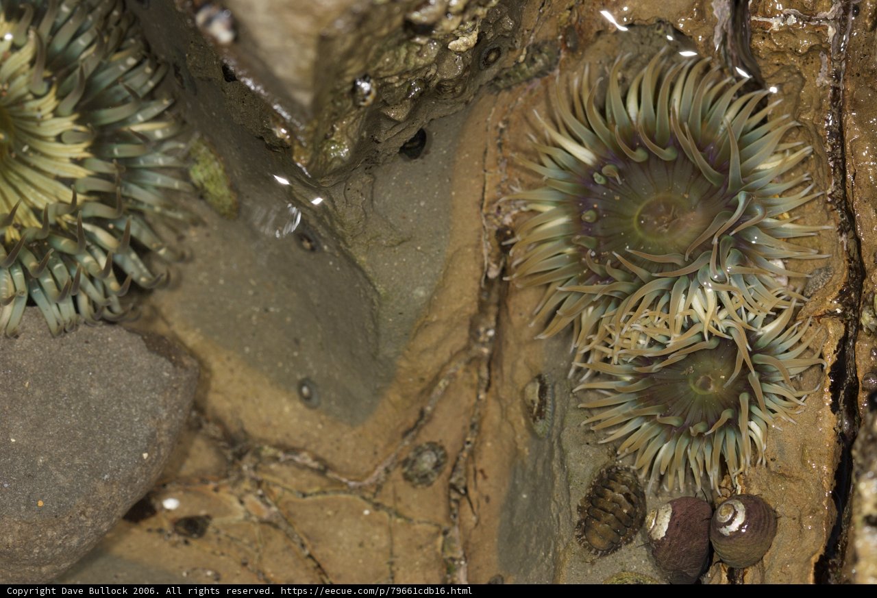 Sea Urchins Gathering