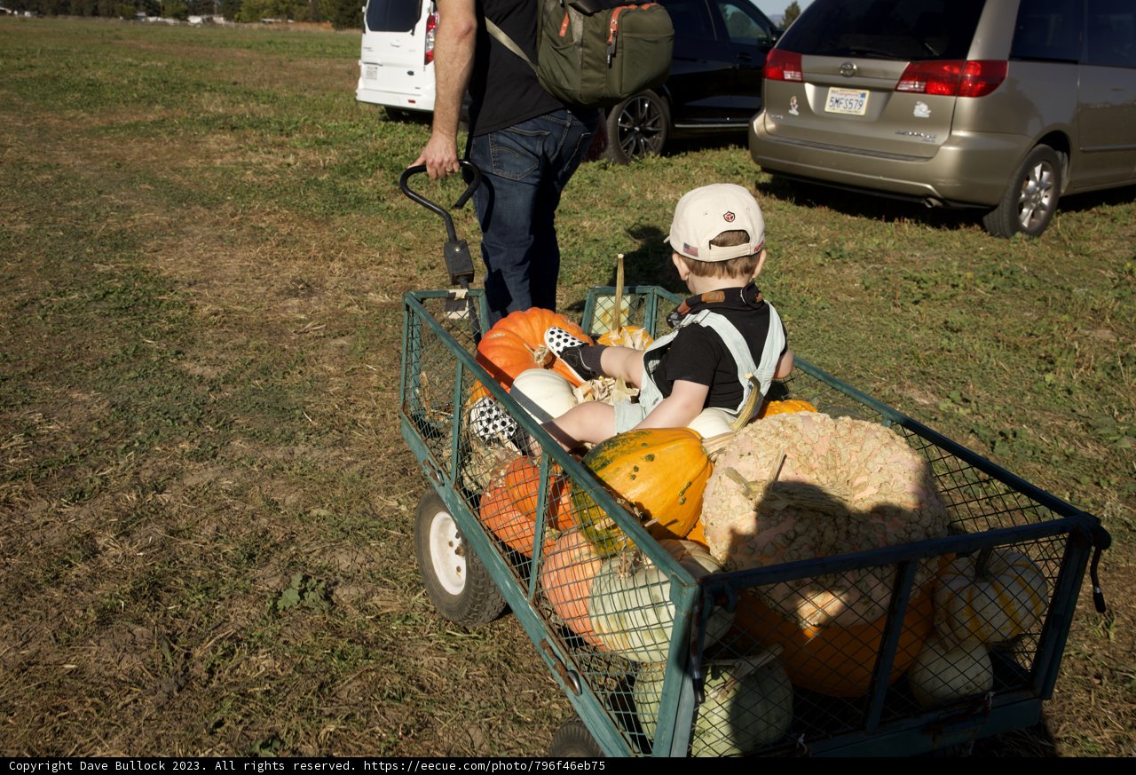A Day of Harvest: Pumpkin Patch Adventure