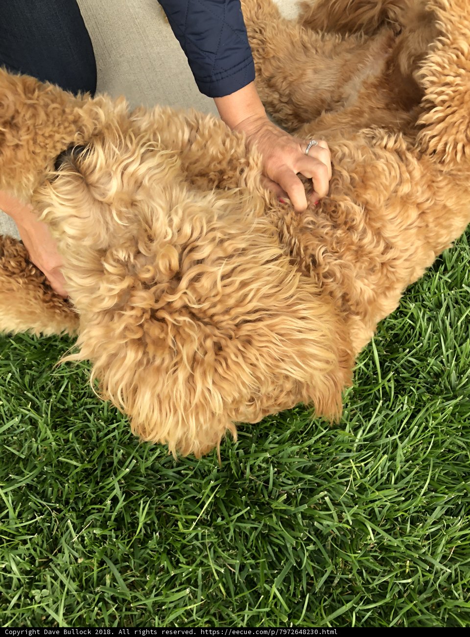 Fun in the Grass