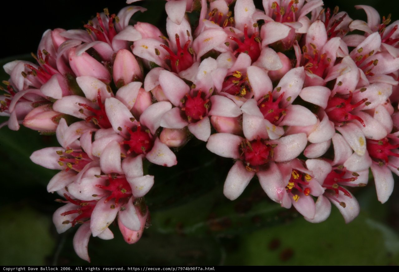 Blooming Beauty