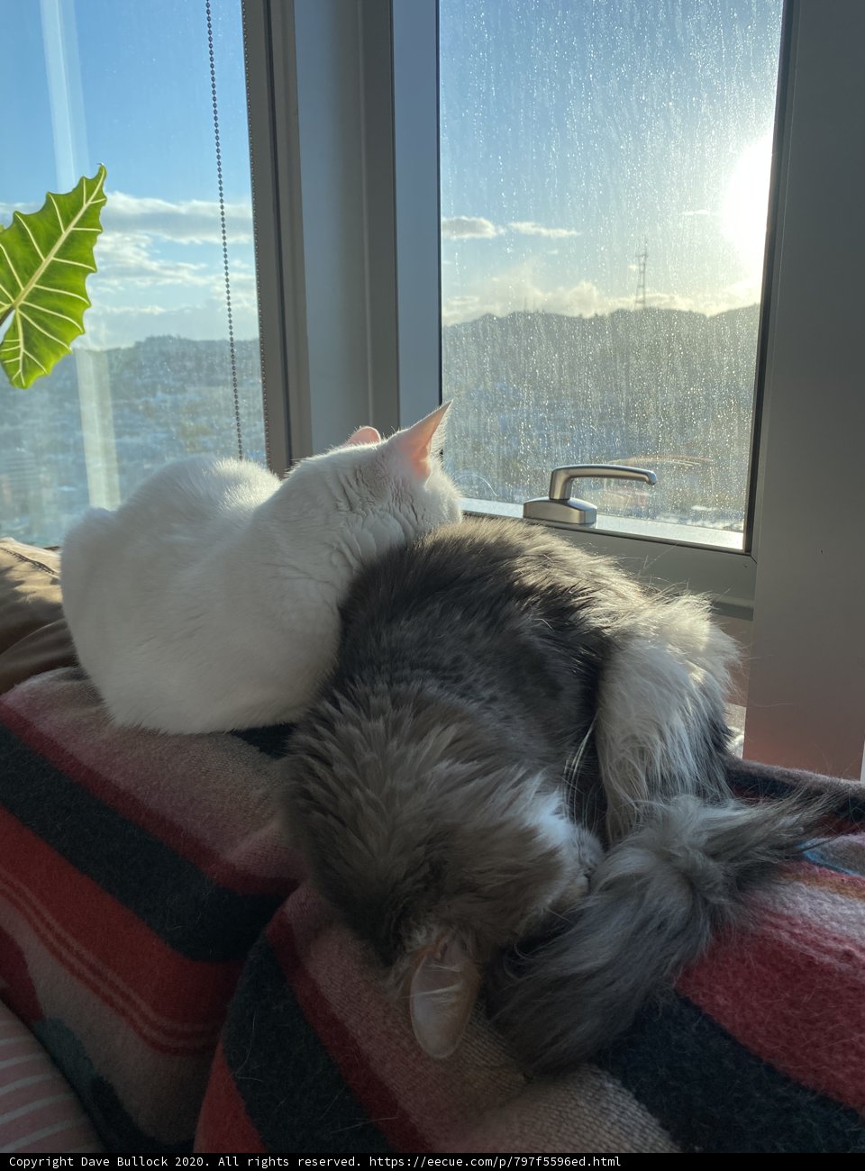 Double Cat Nap on the Couch