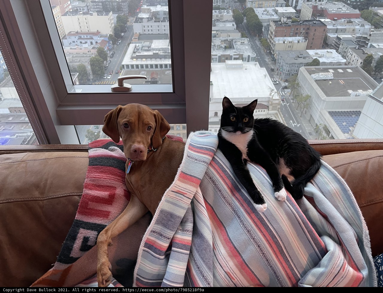 Urban Companions