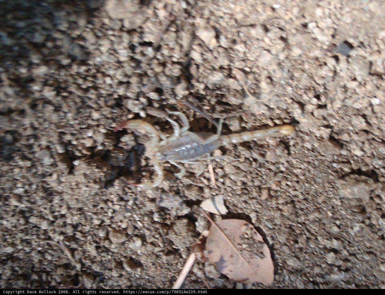 Scorpion with a leaf