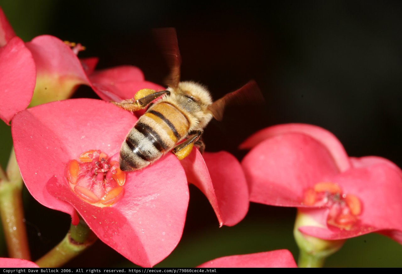 Buzzing with Beauty
