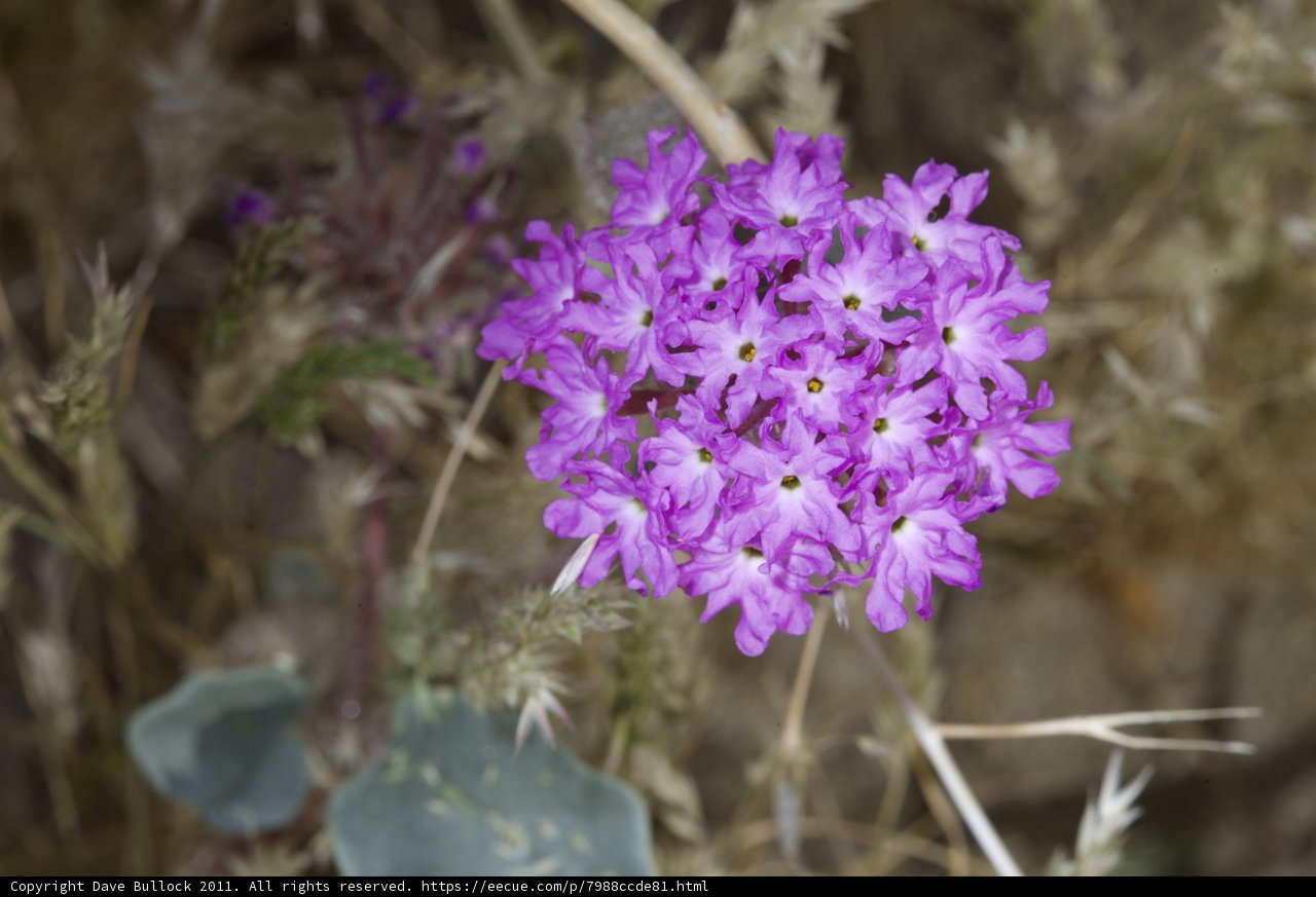 Purple Geranium Blossom
