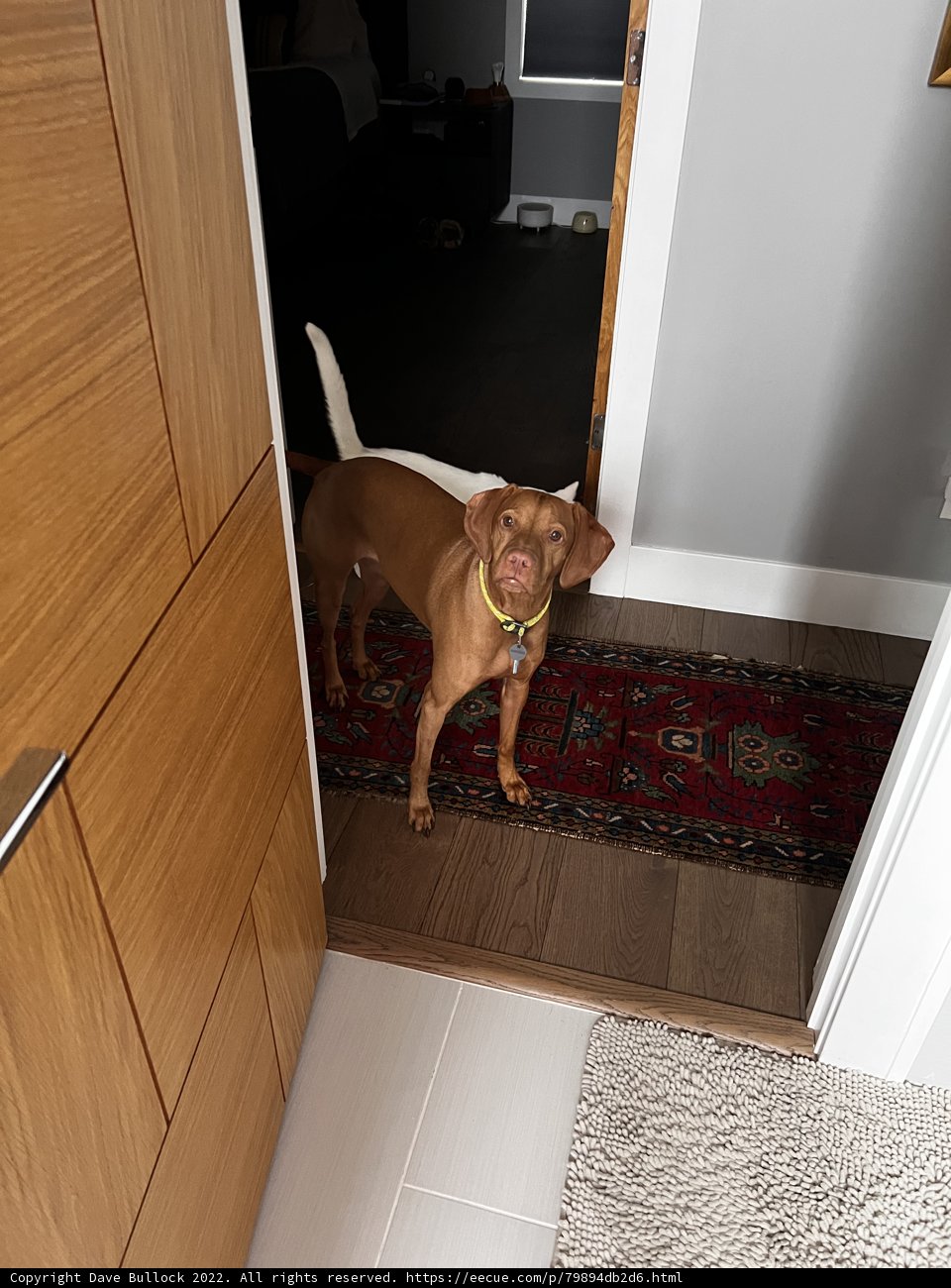 Paws-itively Stylish Entrance