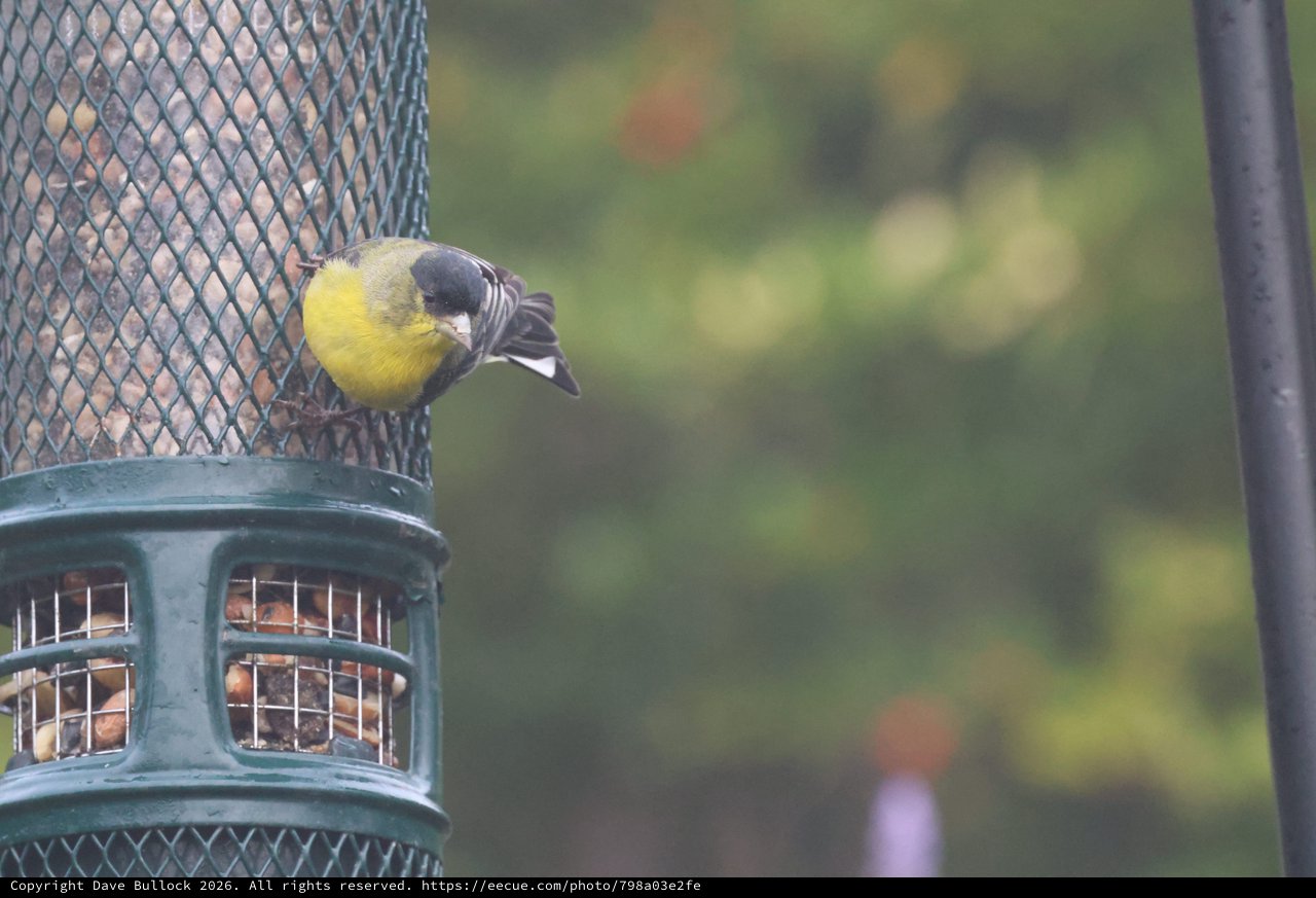 Yellow Finch Feeding at Garden Bird Feeder