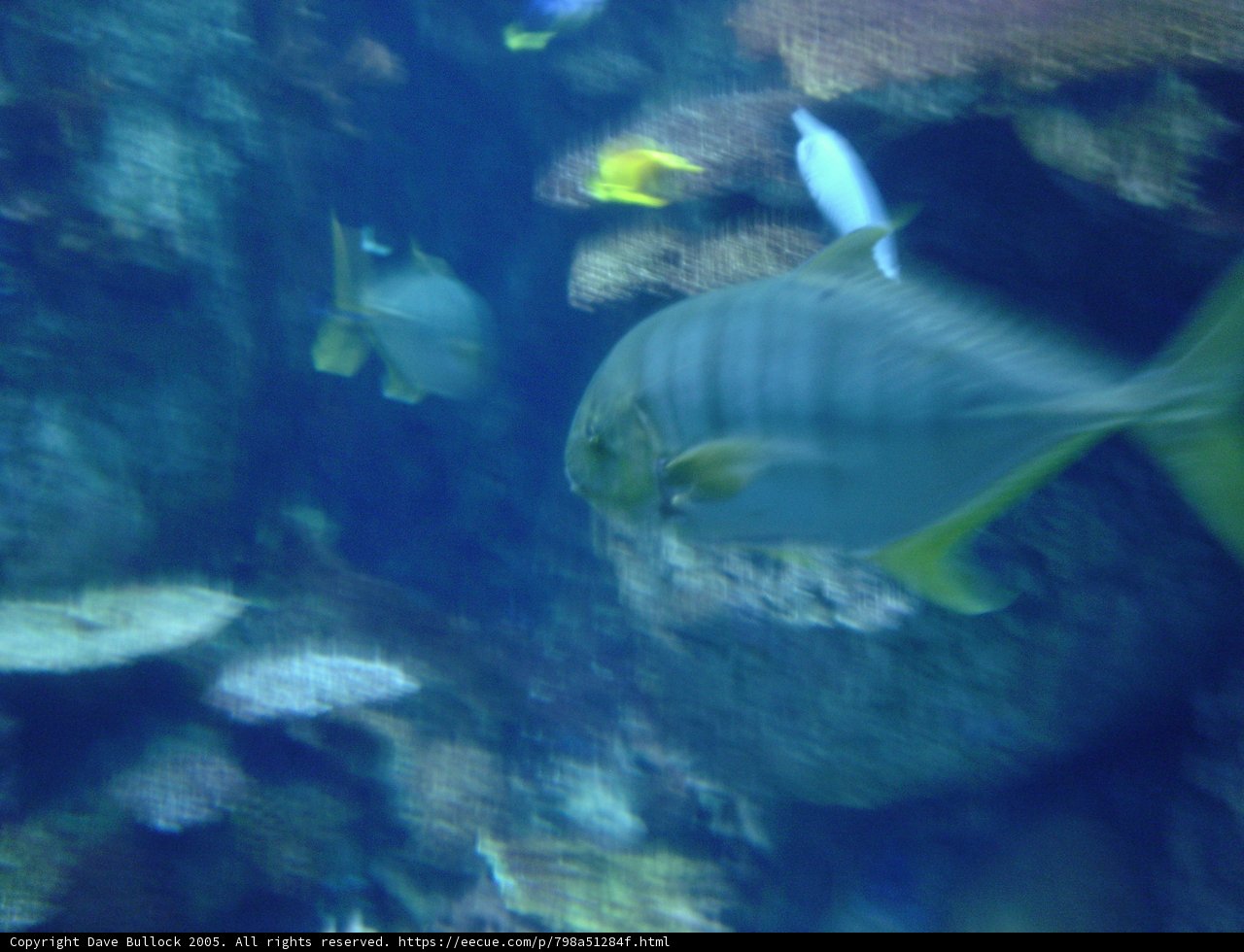Swimming with the Fishes