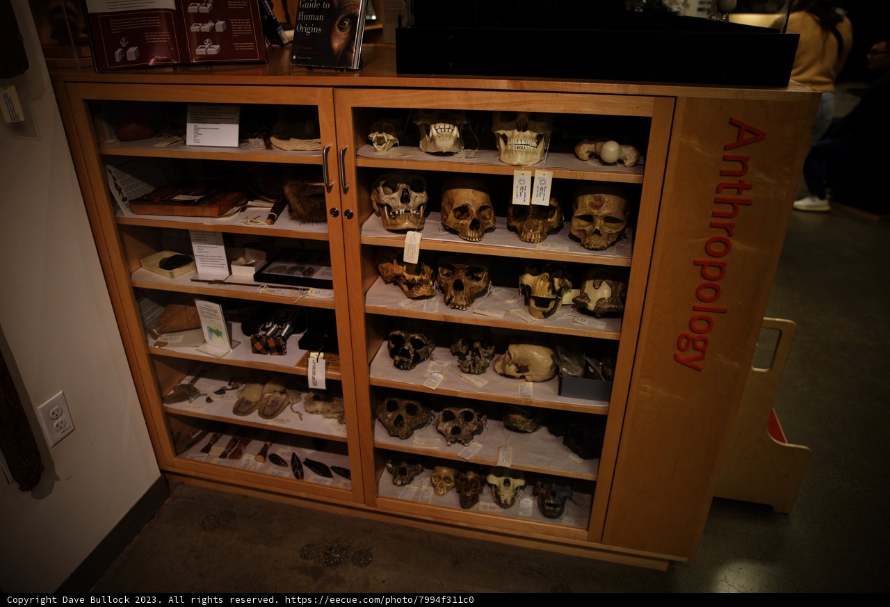 The Enigmatic Skull Collection