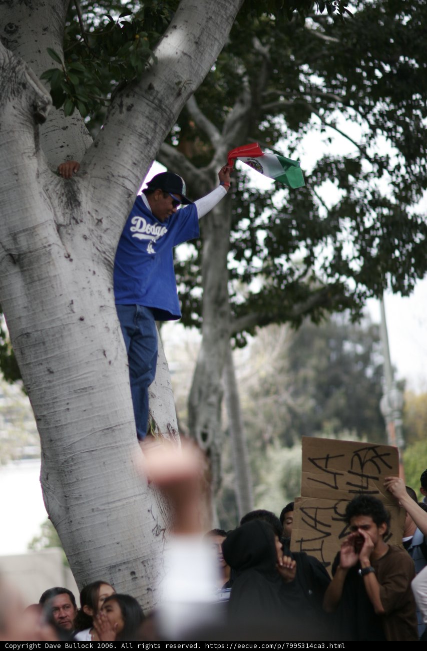 Tree Climbing Adventure