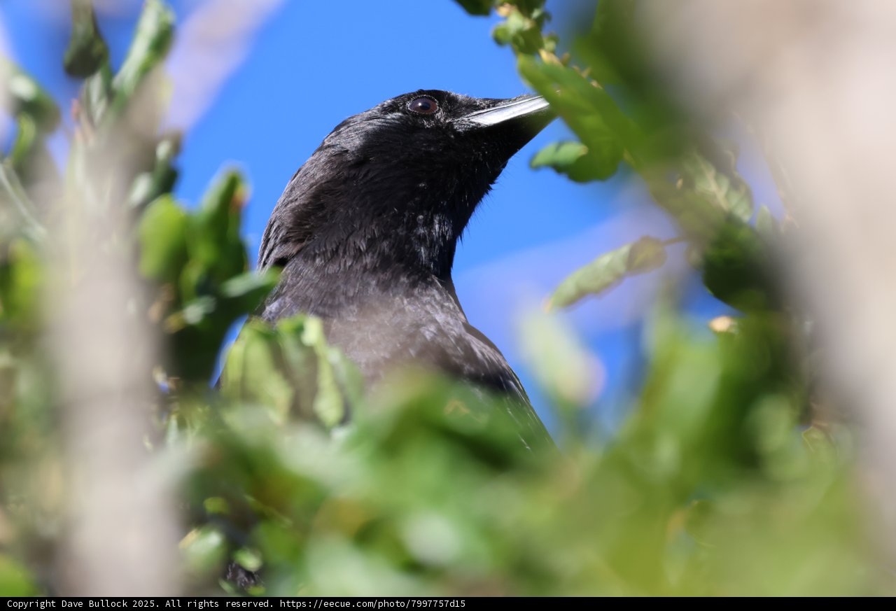 Crow's Verdant Perch